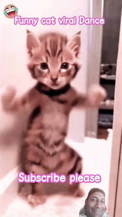 Cat Viral Short Comedy Scenes Dance Comedy Funny Dance Cat Memes Funnycats Billikicomedy