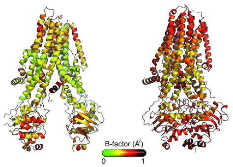 Ribbon Diagram Of CFTR X Ray Structures Colored By B Factor Values