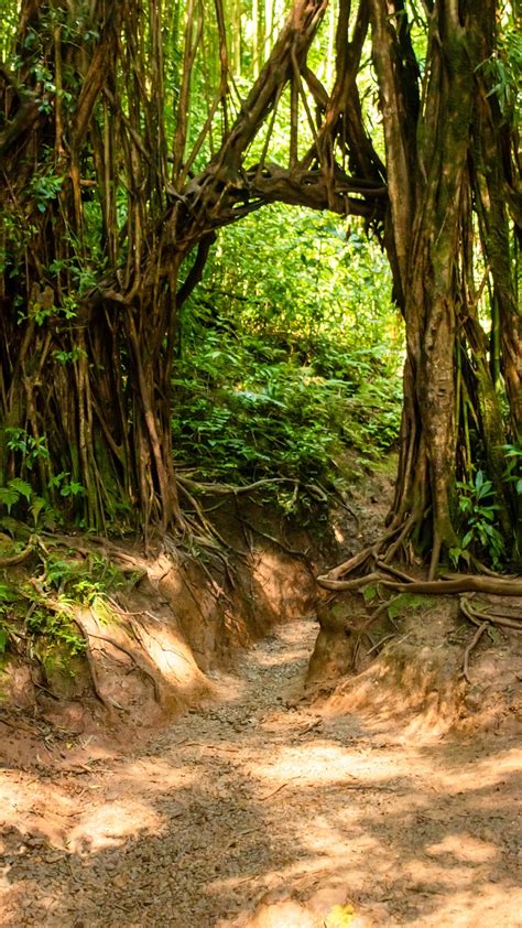 Manoa Falls Trail Hawaii Forest - Free photo on Pixabay - Pixabay