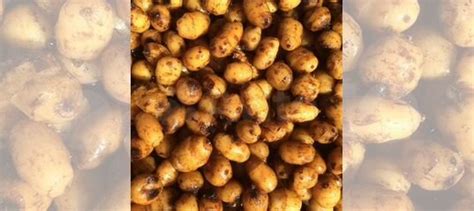 Готовый испанский тигровый орех, 1 кг вакуум купить в Одинцово | Хобби ...