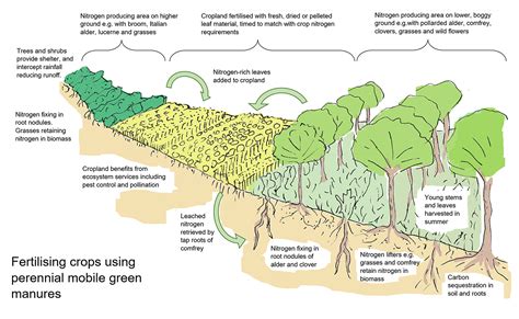 perennial green manures agricology