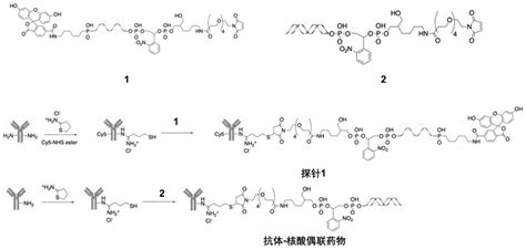 一种靶向pd L1的抗体 核酸偶联药物及其制备方法和应用与流程