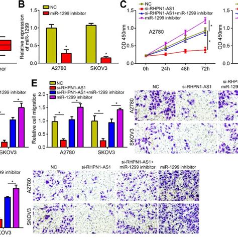 RHPN1 AS1 Promoted OC Development Via Repressing MiR 1299 A MiR 1299