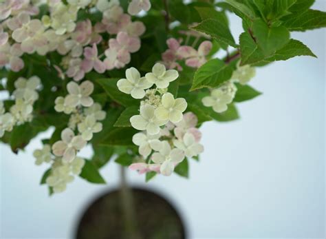 HYDRANGEA PANICULATA SWITCH OPHELIA Hortensja Bukietowa Szczepiona Na