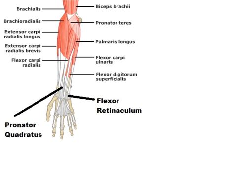 Muscles of Forearm: Extensors/Flexors of Hand and Wrist - Kaitlyn's ...