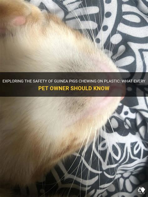 Exploring The Safety Of Guinea Pigs Chewing On Plastic What Every Pet