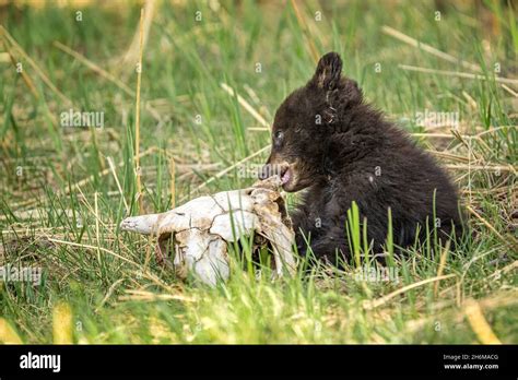 Black bear cubs hi-res stock photography and images - Alamy