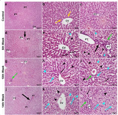 A C Photomicrographs Of Rat Liver Of Control Group Showing Normal Liver Download Scientific