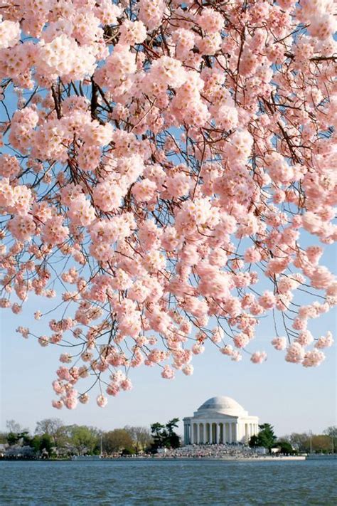 Washington Cherry Blossoms Cherry Blossom Cherry Blossom Festival