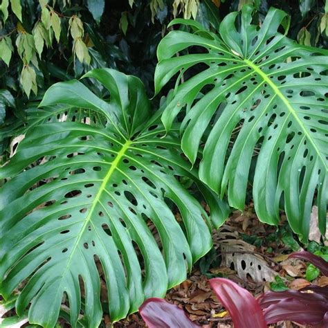 Monstera Deliciosa Monstera Deliciosa Or The Fruit Salad Plant Is A