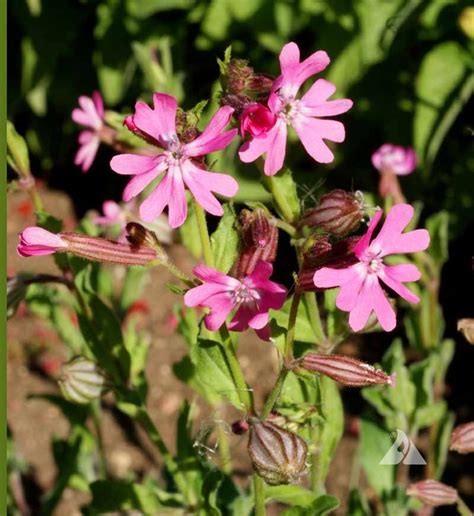 Nodding Catchfly Silene Pendula Applewood Seed Company