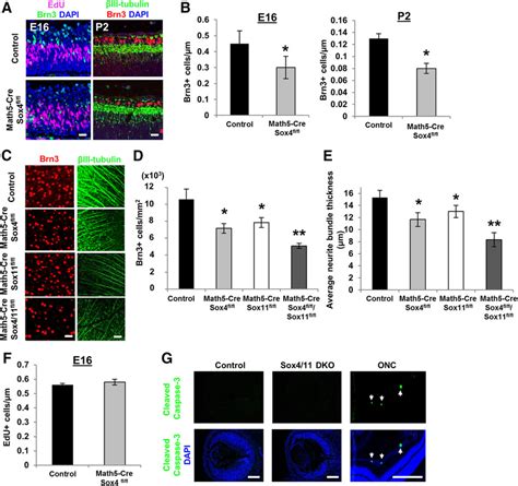 Sox And Sox Are Required For Normal Rgc Differentiation In Vivo A