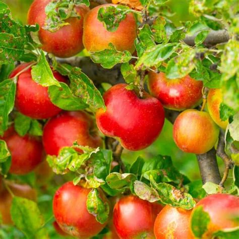 Franklin Apples Minneopa Orchards