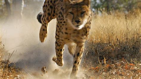 Cheetah Practices Hunting Before Release Into The Wild Bbc Earth