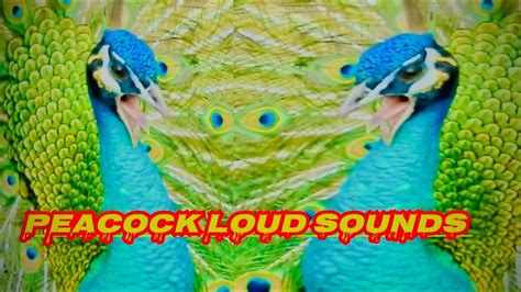 Peacock Sounds Peacock Voice Green Java Peacock Sounds 4k Birds