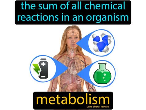 Metabolism Easy Science Metabolism Chemical Reactions Easy Science