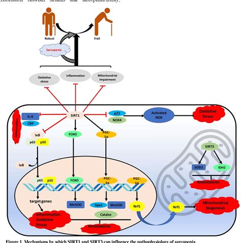 Figure 1 From The Role Of Sirtuins In Sarcopenia And Frailty Semantic