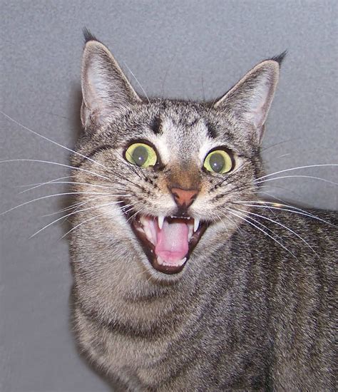 A really happy cat! Happy Panda, Happy Cat, Smiling Cat, Giant Panda ...