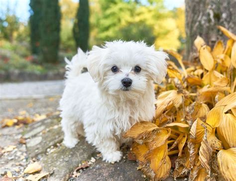 Los 10 Perros Peludos más Pequeños Mundo Ranking