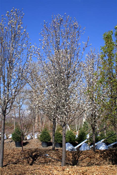 PEAR CHANTICLEER FLOWERING For Sale in Boulder Colorado