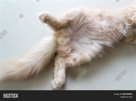 Isolated Penis Cute Image Photo Free Trial Bigstock