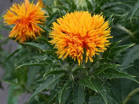 山形県の花「紅花」見ごろ ジブリ「おもひでぽろぽろ」の舞台で 写真特集111 毎日新聞