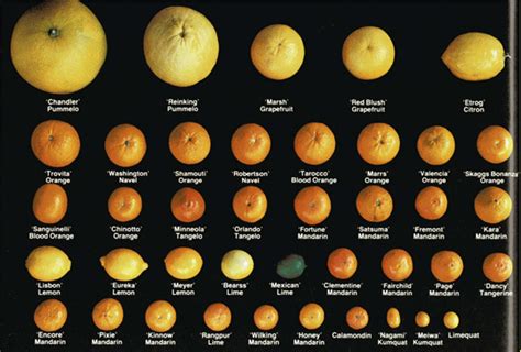 Fruit Explorer The Fruit Explorer Considers The Evolution And History