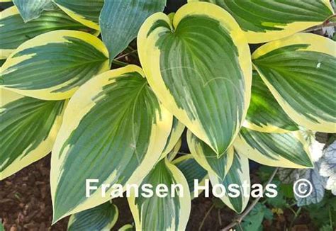 Hosta Framed Fransen Hostas