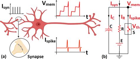 a A biological neuron and its physiological details. b Equivalent ... 