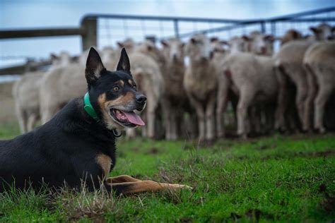 The Origin Of The Kelpie Casterton Kelpie Association