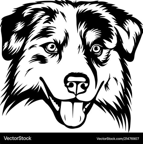 Australian Shepherd Sheltie Dog Breed Pet Face Vector Image