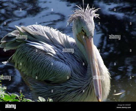 Gefiederte Federn Fotos Und Bildmaterial In Hoher Aufl Sung Alamy