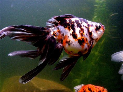 Calico Fantail Goldfish | Carrassius sp. (by... - ☁ ♥