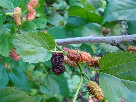 Mûrier noir Mûre Morus nigra taille bouturage entretien