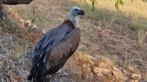 Ag Ero Se Vuelca Con Un Polluelo De Buitre Que No Pod A Volar