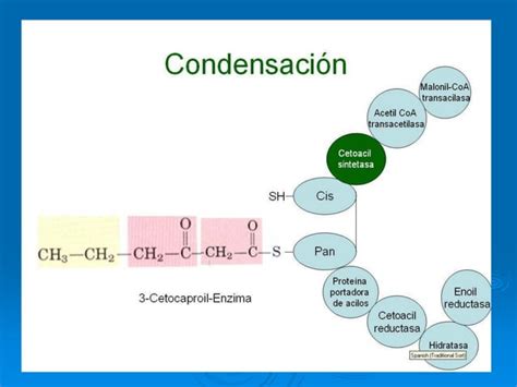 Sintesis De Acidos Grasos Grasos Bioquimica 2024pdf