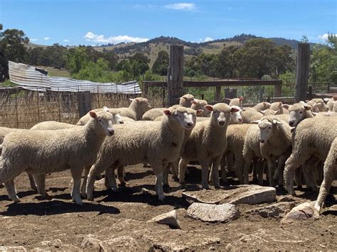 Lot Mixed Sex Suckers AuctionsPlus