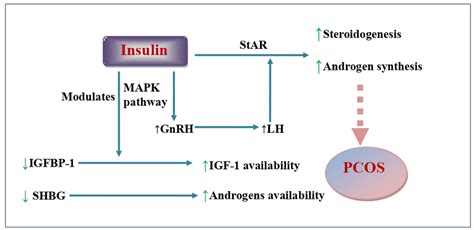 Possible Pathways Of Role Of Insulin In Pcos Pcos Polycystic Ovarian