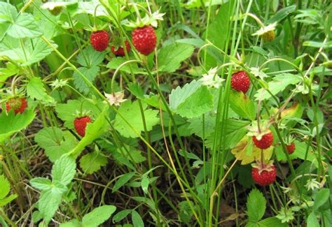 Plants That Look Like Strawberries With Yellow Flowers