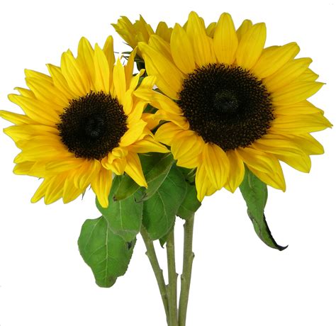 Sunflowers PNG Transparent Sunflowers.PNG Images. | PlusPNG