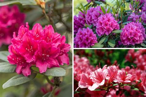 Greer Gardens Rhododendrons Fasci Garden