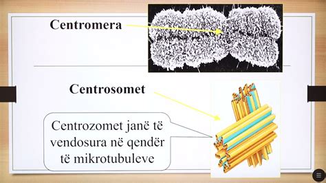 Java E Dymb Dhjet Biologji Mitoza Dhe Mejoza Youtube