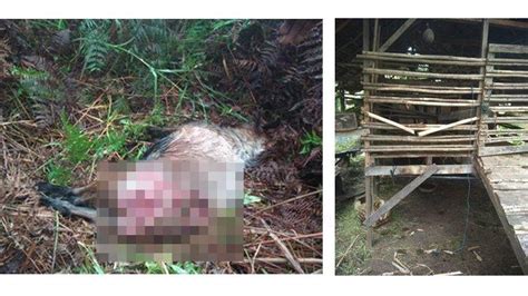 Seekor Harimau Mangsa Dua Kambing Di Kabupaten Siak BBKSDA Riau