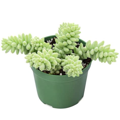 Burros Tail Donkeys Tail Sedum Morganianum Succulents Rooted In Plant