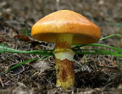 Nahuby.sk - Fotografia - masliak smrekovcový Suillus grevillei ...