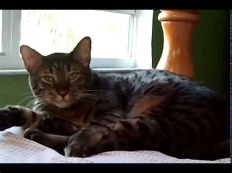 Funny Lovely Pussy Cat Song Going Viral YouTube