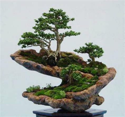 View Different Types Of Indoor Bonsai Trees Background Floating Bonsai Tree Amazon