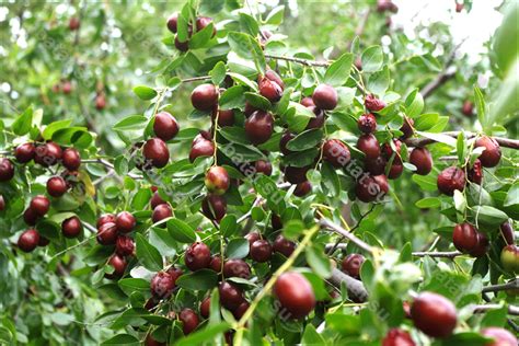 Описания сортов унаби (зизифуса).