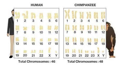 科学家发现一只黑猩猩基因突变差点变成人它与人类只差1 2 奥利弗