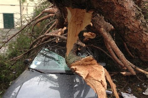 Maltempo Padova Albero Cade Su Auto A Monselice Un Ferito Grave